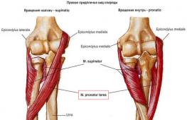 Мышцы плеча Пронатор анатомия